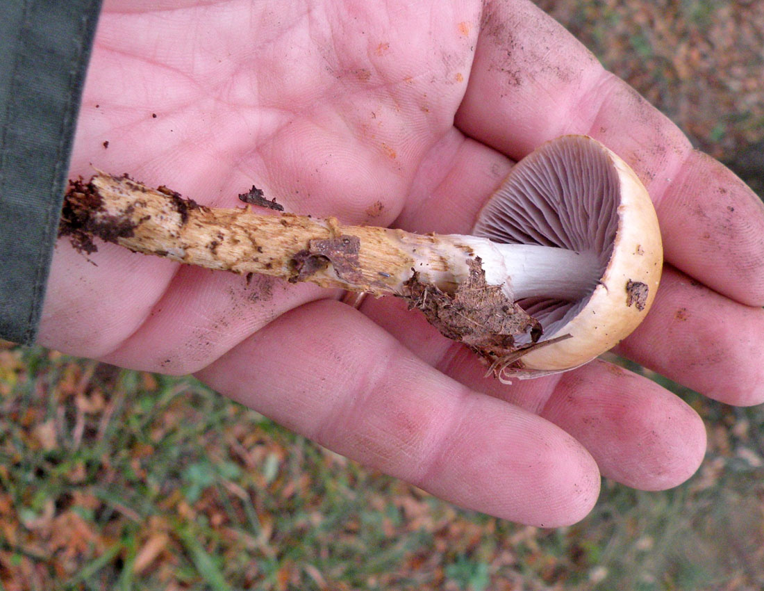 Nei boschi di Ulderico